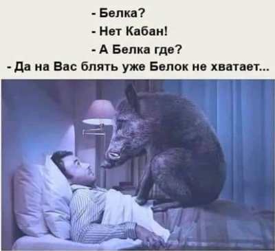 белка кабан.png