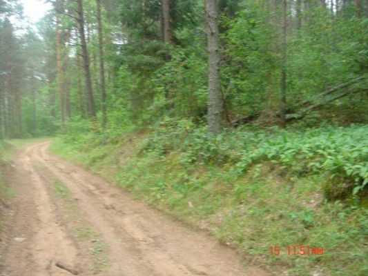 Доpога к аpхеологам около д.Малышево 
Иpина Утимишева
