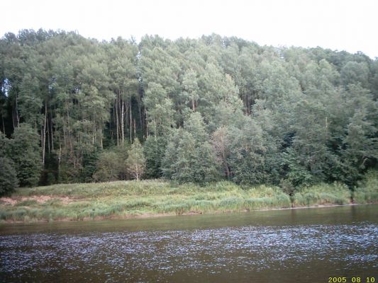 Лес на берегу Мсты (Любытинский район) 
Алёна 
