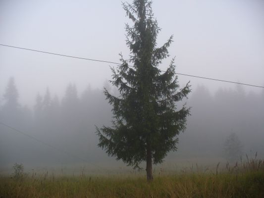 туман
