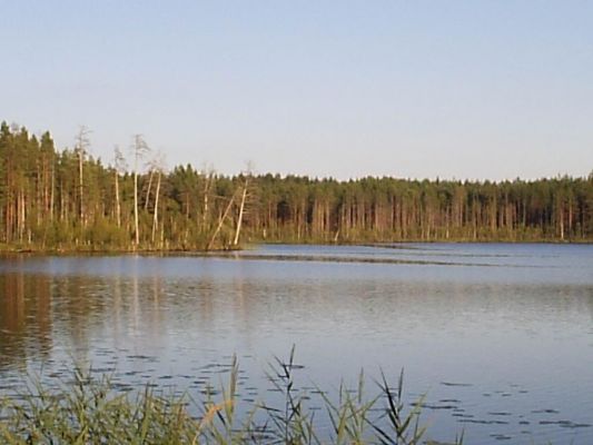 Озеро у деревни Большое Заборовье 
Harddrinker
