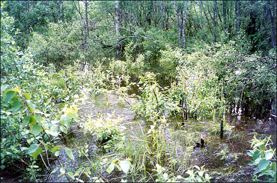 В лесу повсюду вода
Григорий Кронин.
