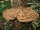 древесный гриб.jpg