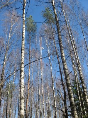 Небольшой лесок между Базарной и Лесной.
Заодно вышку сотовой связи сфоткал.

Автор: Иван Наумов.
